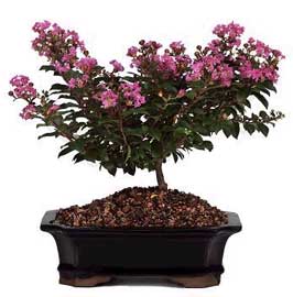 CURIOSIDADES: &Aacute;RBOL J&Uacute;PITER